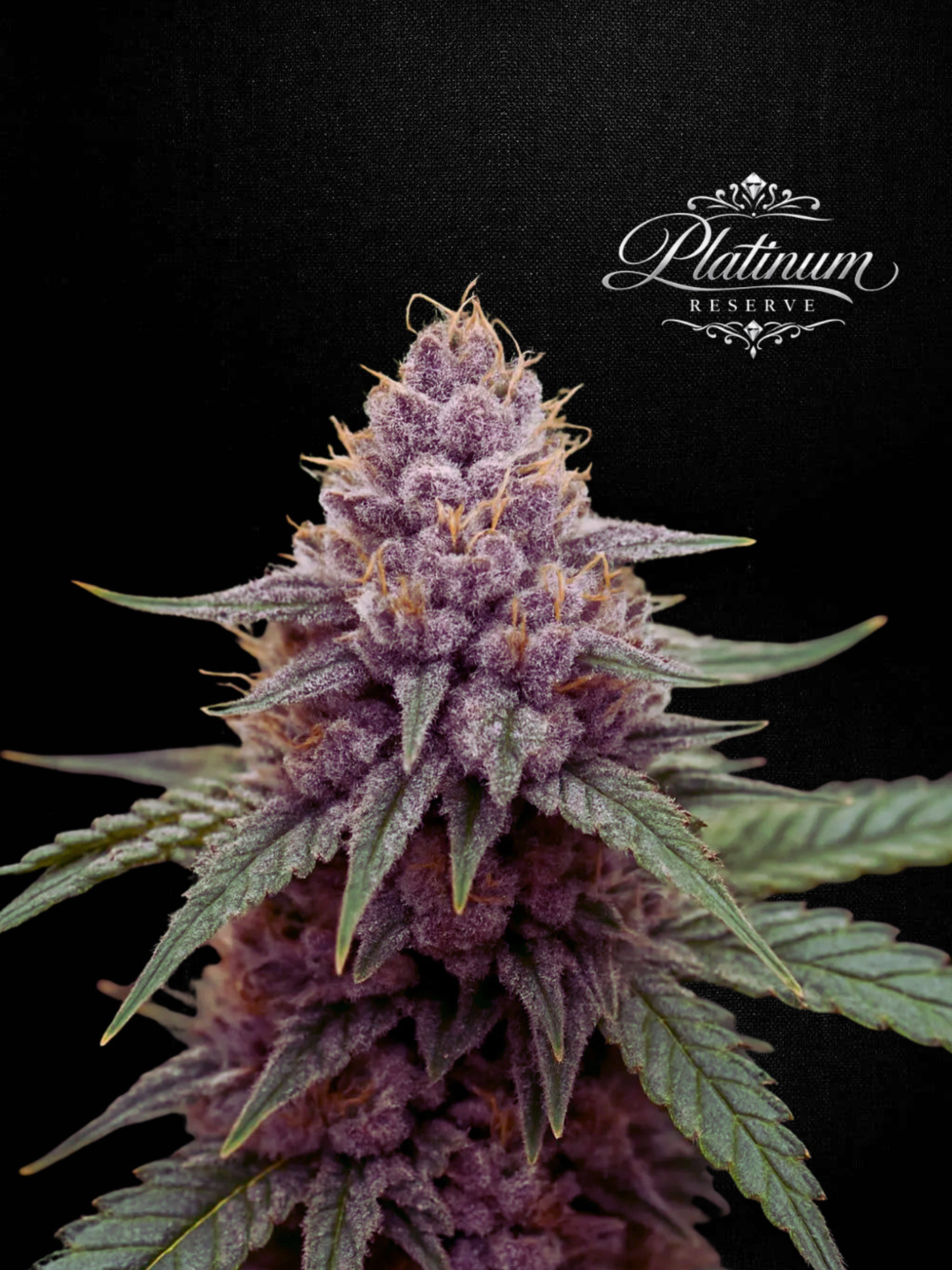 Platinum Reserve - Cherry Custard Feminized