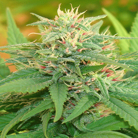 Cream of The Crop Seeds Narcotic Kush Auto Feminized
