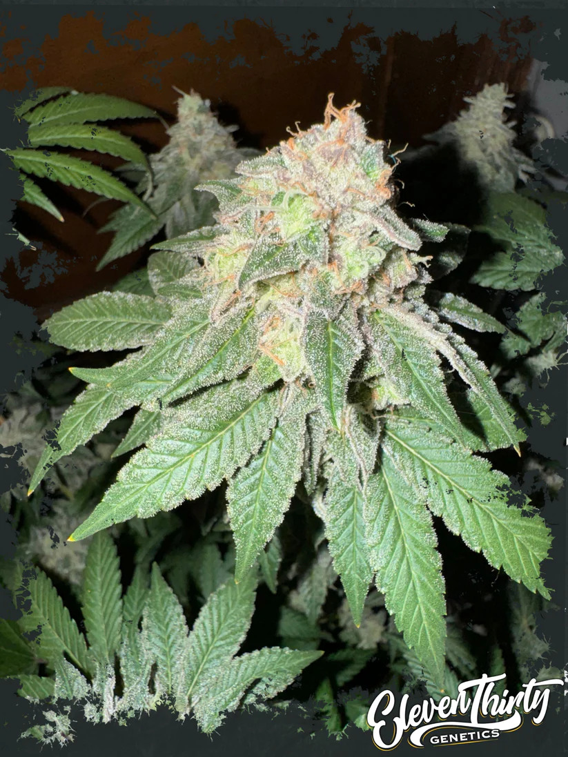 Eleven Thirty Genetics - Cake Budder Auto - Feminized Eleven Thirty Genetics - Cake Budder Auto - Feminized