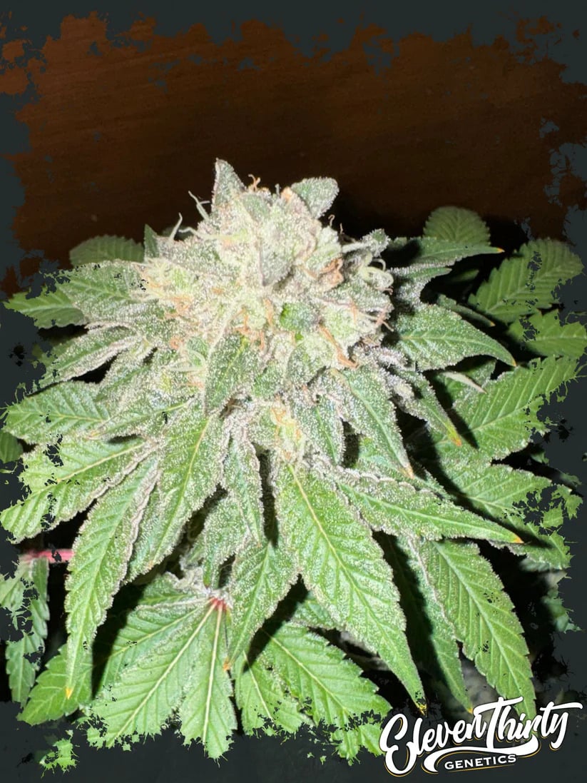 Eleven Thirty Genetics - Cake Budder - Feminized Eleven Thirty Genetics - Cake Budder - Feminized