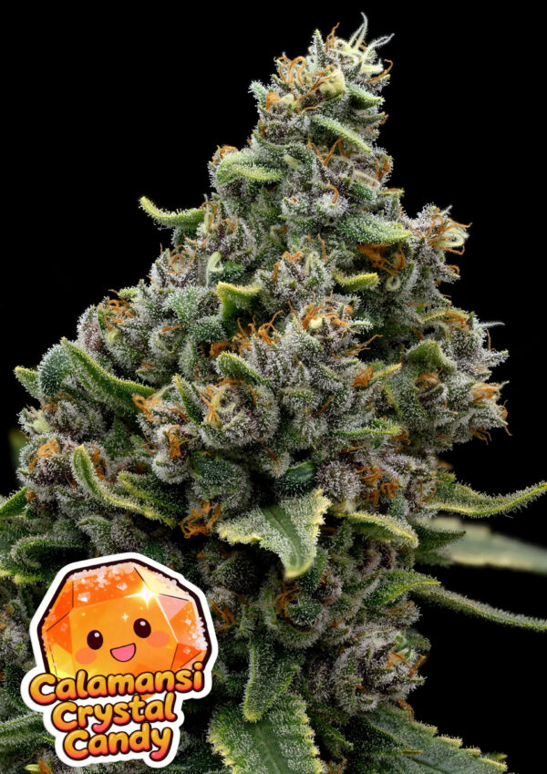 Anesia Seeds - Calamansi Crystal Candy Feminized