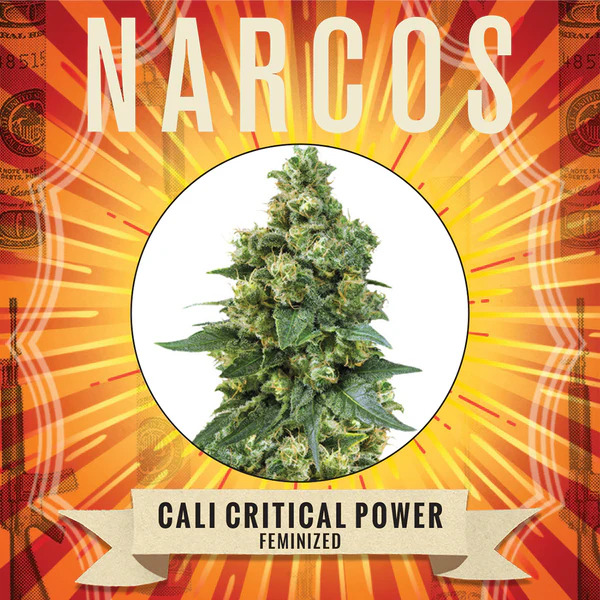 Narcos Seedbank - Cali Critical Power Feminized Narcos Seedbank - Cali Critical Power Feminized