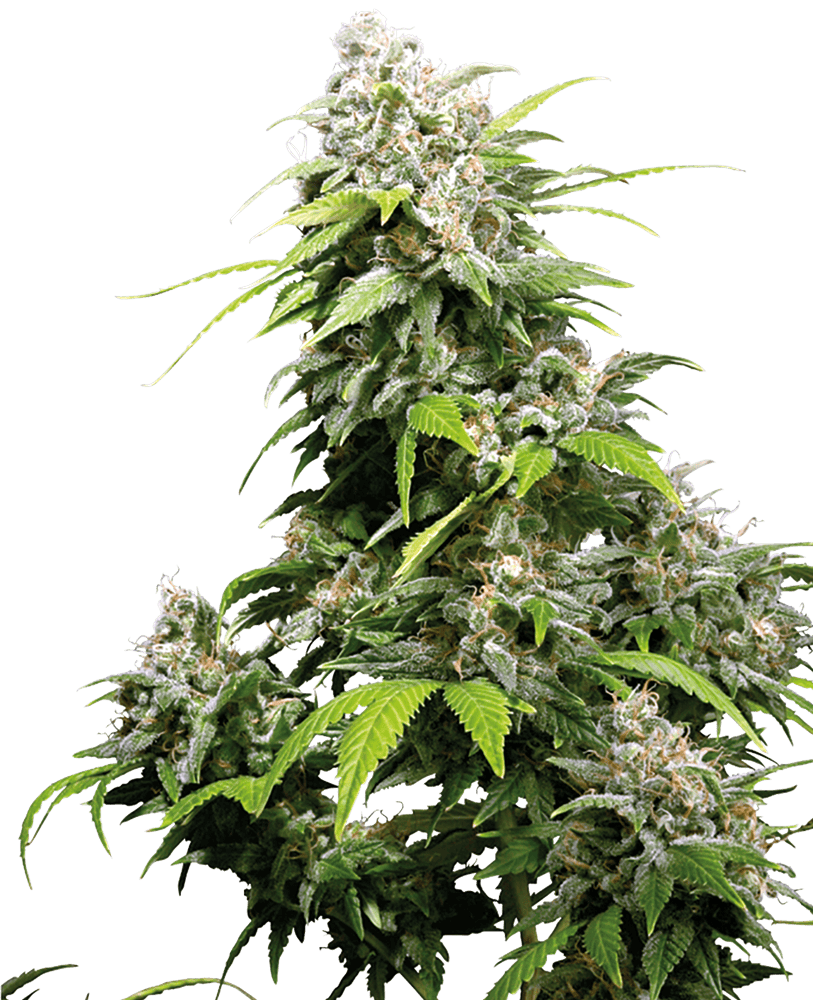 California Indica - Feminized - Sensi Seeds