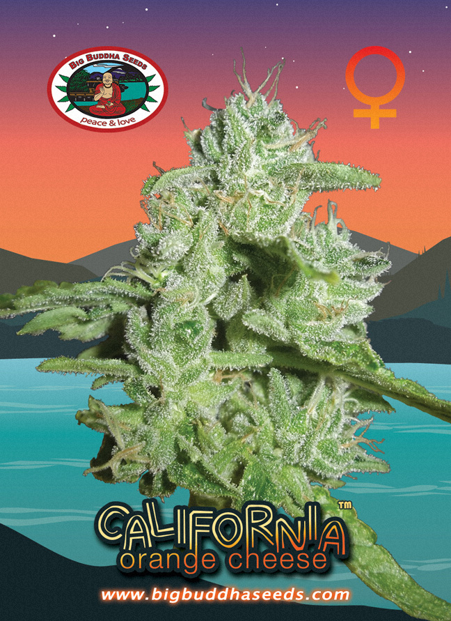 Big Buddha - California Orange Cheese - Feminised