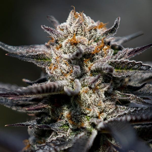 2025 Cannabis Seed Collection - Calypso Sunrocks - Feminized