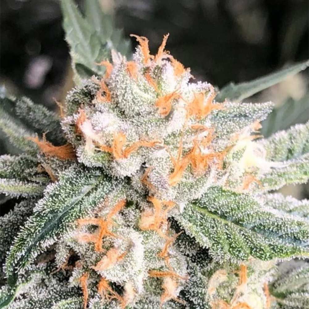 Symbiotic Genetics Seeds - Candied Oranges - Feminized Symbiotic Genetics Seeds - Candied Oranges - Feminized