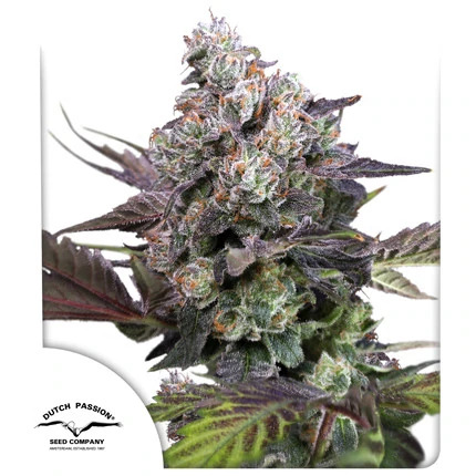 Dutch Passion - Candy Bubatz XL - Feminized