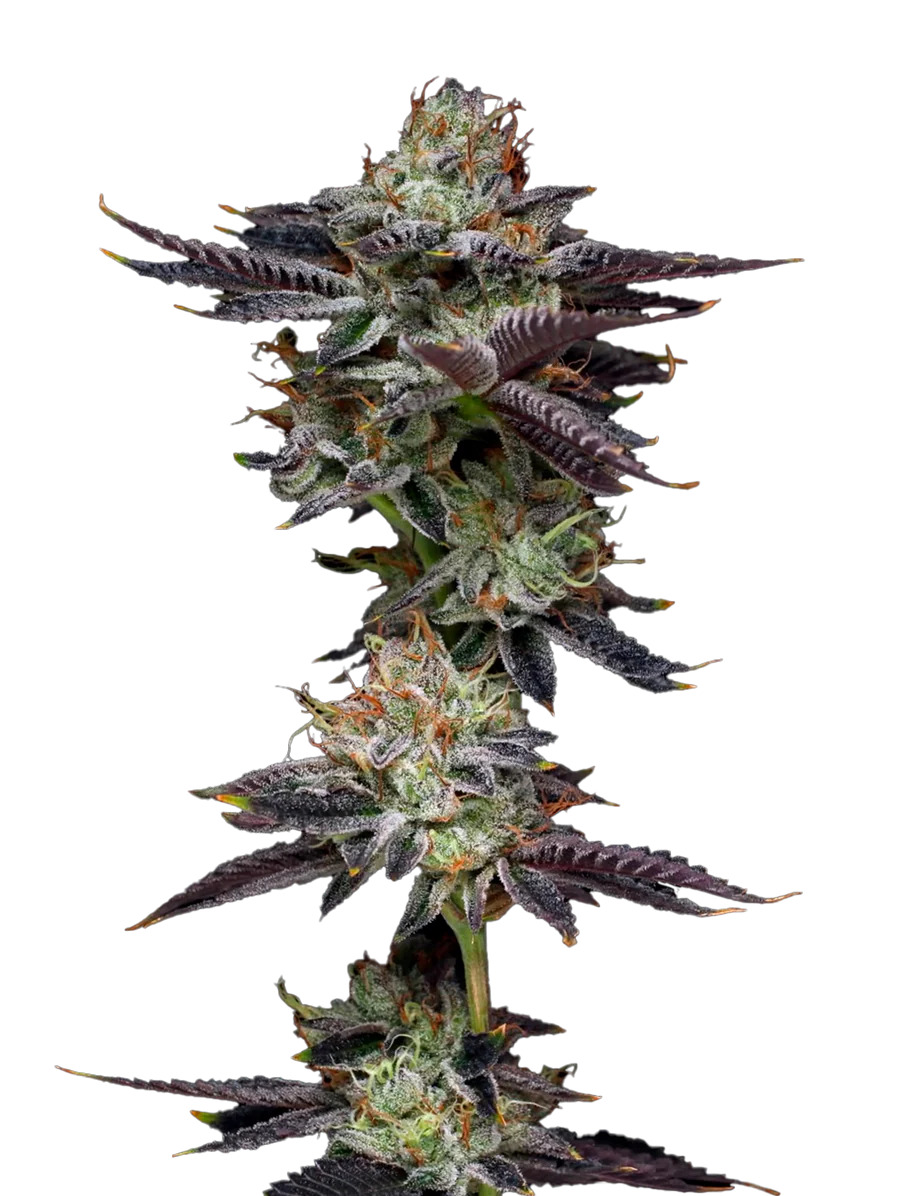 Maverick's Genetics Seeds - Candy Fumez Feminized