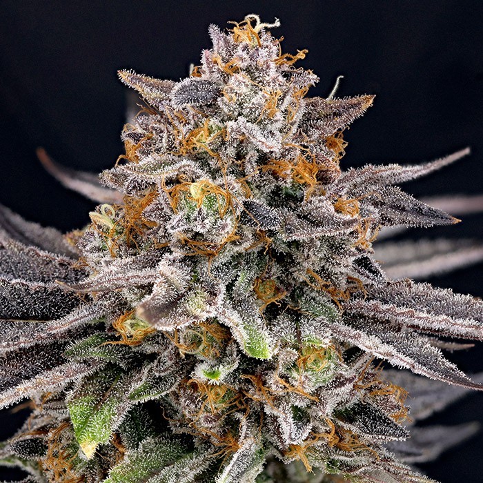 Ripper Seeds - CandyGaz Feminized Ripper Seeds - CandyGaz Feminized