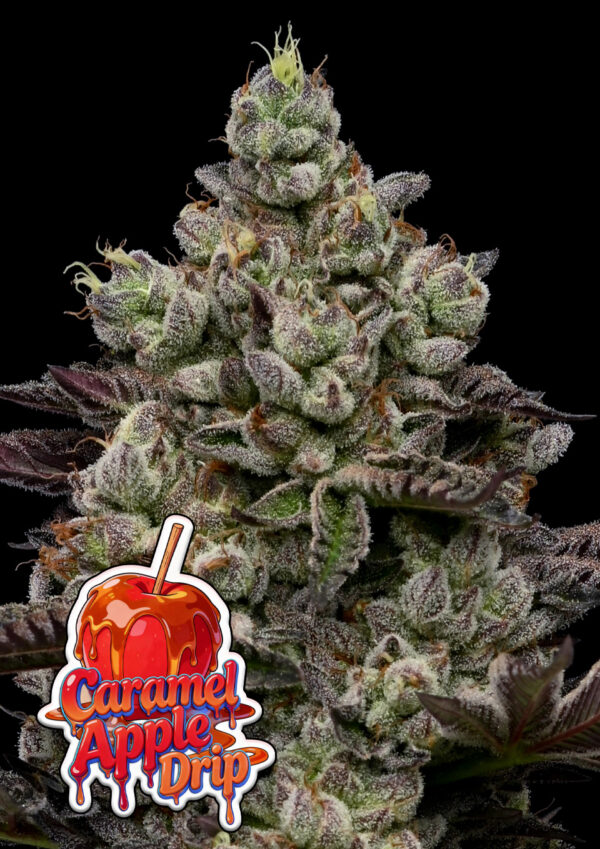 Anesia Seeds - Caramel Apple Drip Feminized
