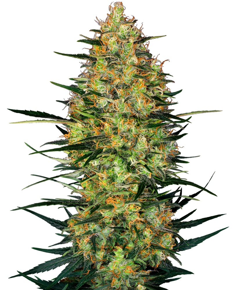 Caramellow Kush Auto - Feminized - Sensi Seeds Research 