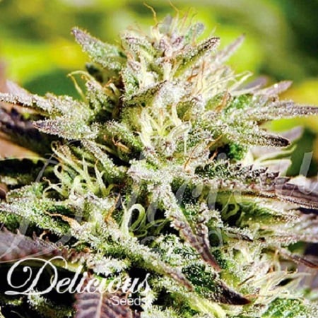 Delicious Seeds Caramelo F1 Early Version Feminized