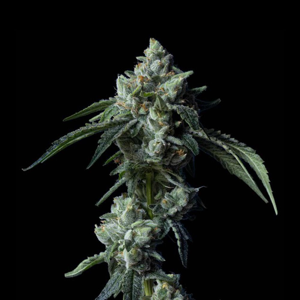 DNA Genetics - Challah Bread Feminized Cannabis Seeds