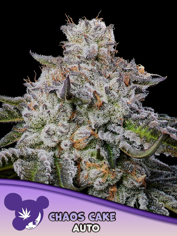 Anesia Seeds - Chaos Cake Auto Feminized