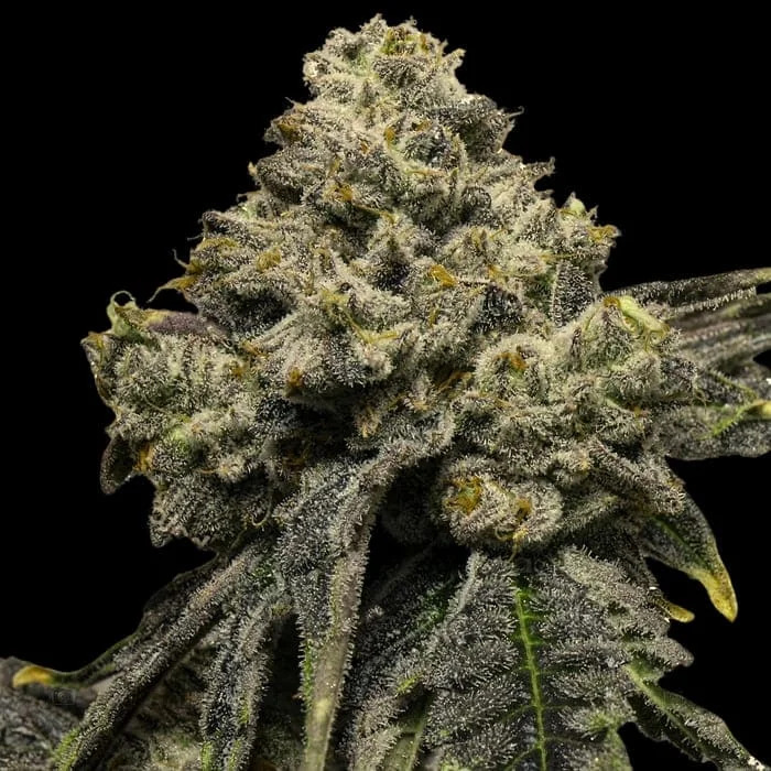 Empire Seeds - Cheddar Plum Auto - Feminized Empire Seeds - Cheddar Plum Auto - Feminized