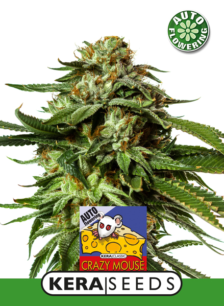 Kera Seeds - Cheese Auto Feminized (was Crazy Mouse Auto)