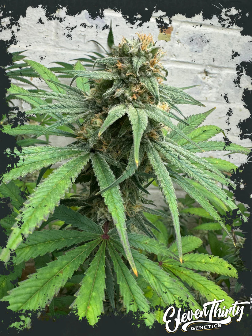 Eleven Thirty Genetics - Cheese Wizard Auto - Feminized Eleven Thirty Genetics - Cheese Wizard Auto - Feminized