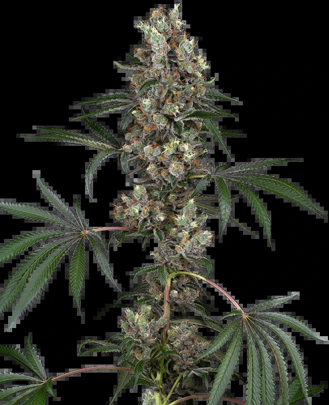 White Label - Chemberries Feminised