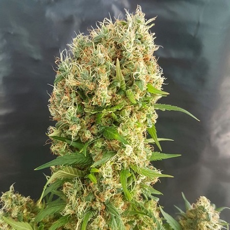 Chemdog Gorilla – Feminized – Expert Seeds Chemdog Gorilla – Feminized – Expert Seeds