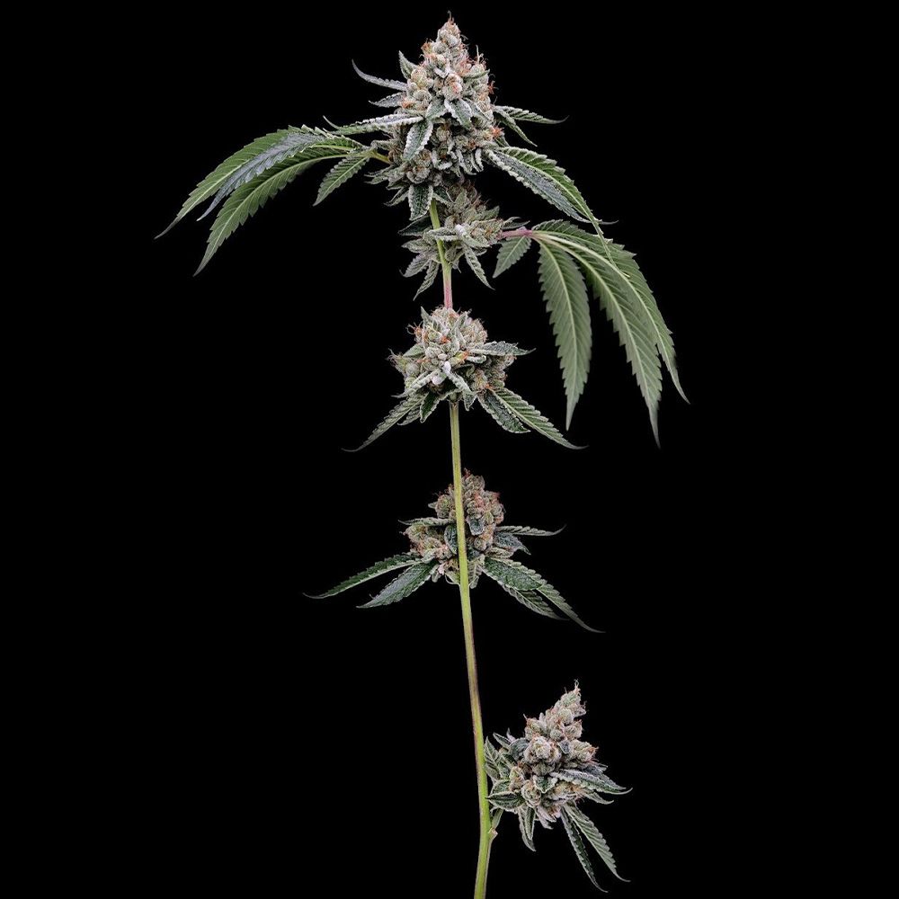 Green Bodhi Genetics - Chemhead 78 - Regular Green Bodhi Genetics - Chemhead 78 - Regular
