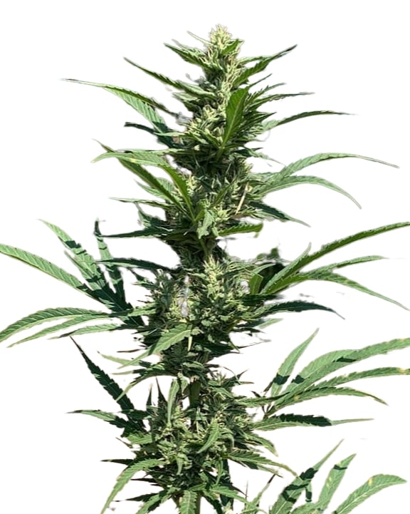 Scott Family Farms Chemnesia f-4 Chem d x chem 91 x Amensia Core Regular   