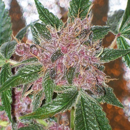 Cali Connection Seeds Cherries Jubilee The Gold Line Feminized