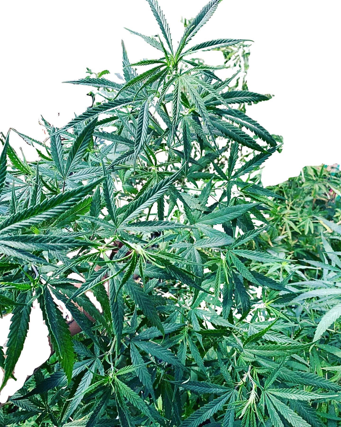 Scott Family Farms Cherry Gas x Nevil Haze 21 x MM Regular 