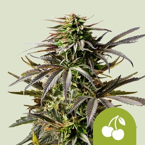 Cherry Pie Auto - Feminized - Royal Queen Seeds