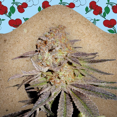 Cherry Pie - Feminized - Female Seeds