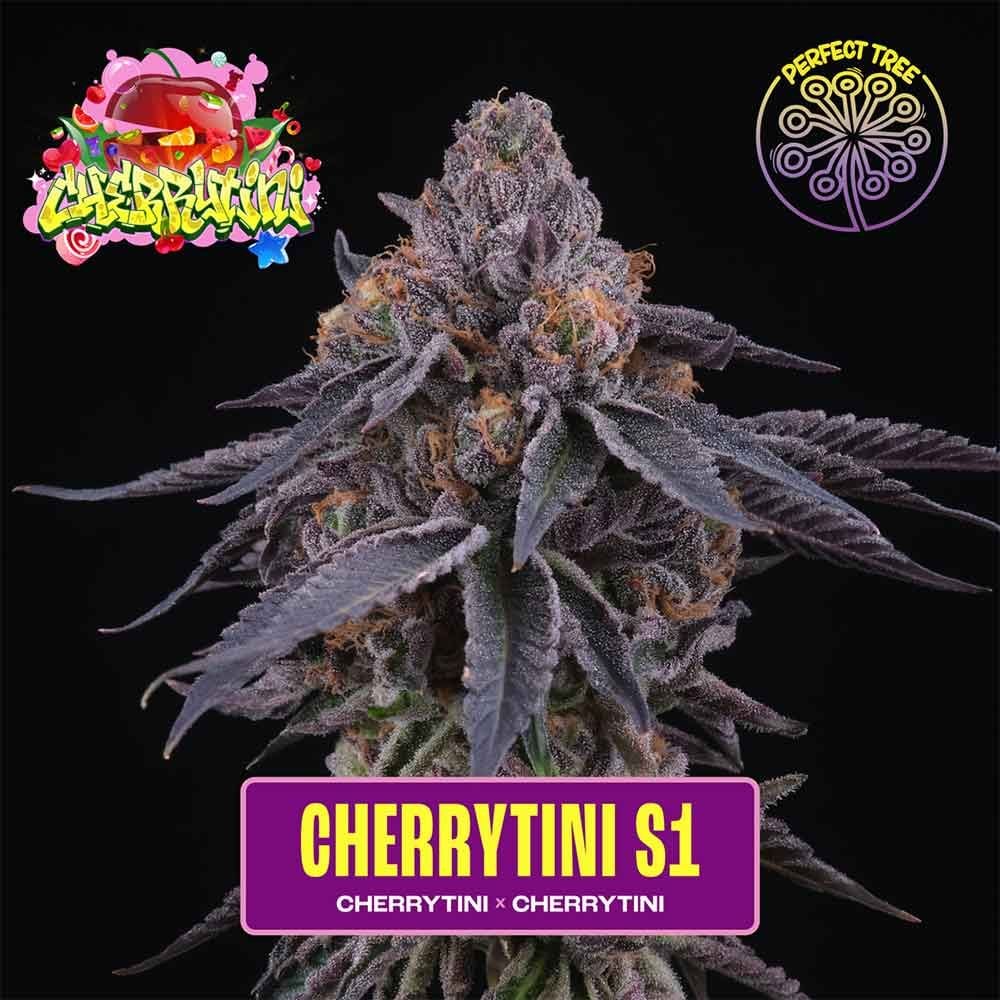 Perfect Tree Seeds - CherryTini S1 - Feminized Perfect Tree Seeds - CherryTini S1 - Feminized