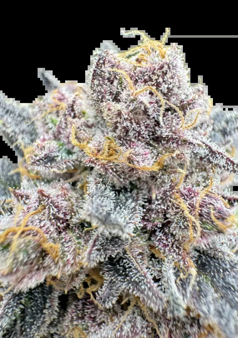 Fast Buds Seeds - Cherry Cola Auto RF3 Feminized
