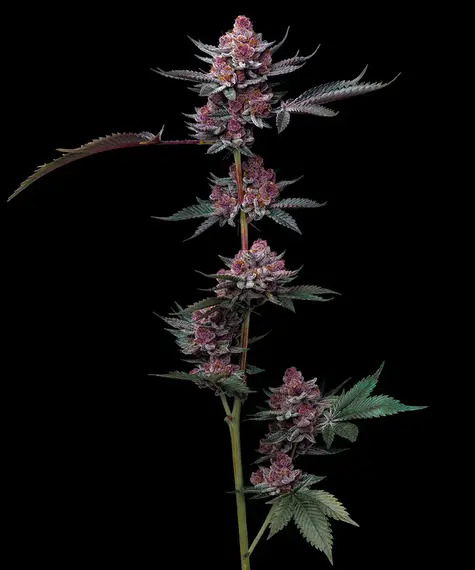 Barneys Farm - Cherry Poppers Feminized