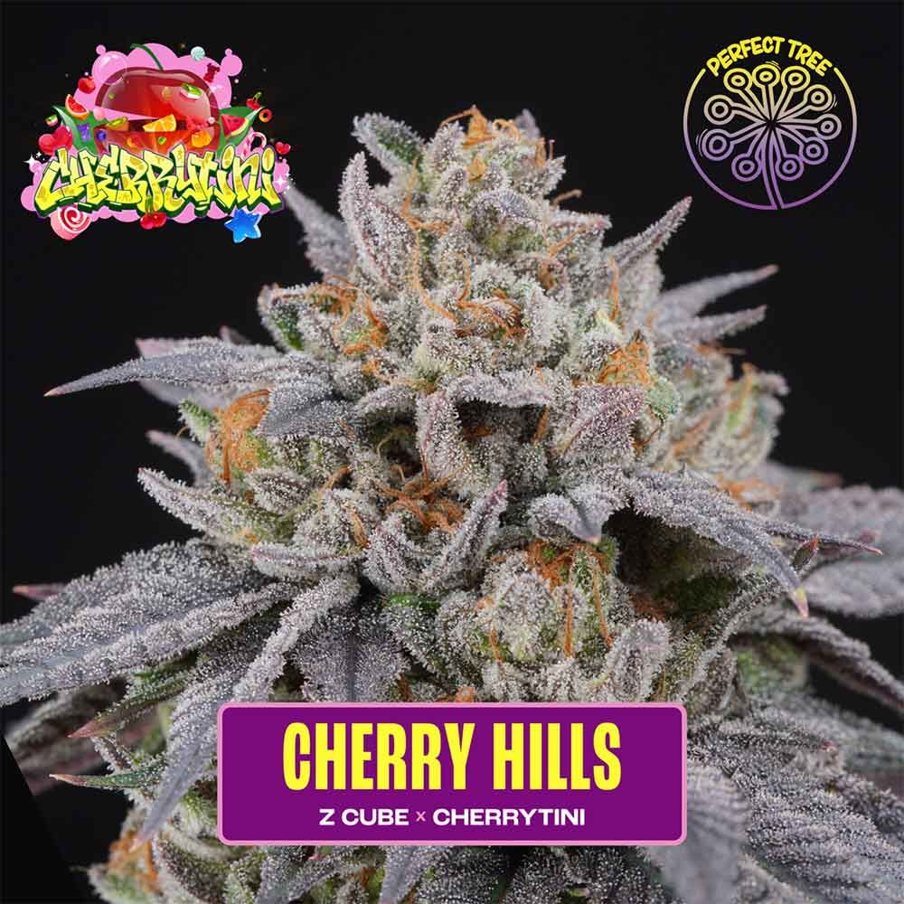 Perfect Tree Seeds - Cherry Hills - Feminized Perfect Tree Seeds - Cherry Hills - Feminized