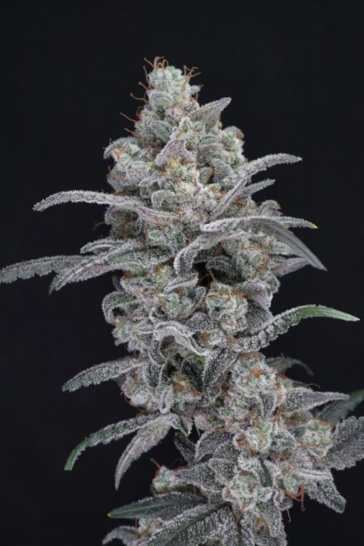 Pure Instinto Seeds - Chimera Crasher Feminized