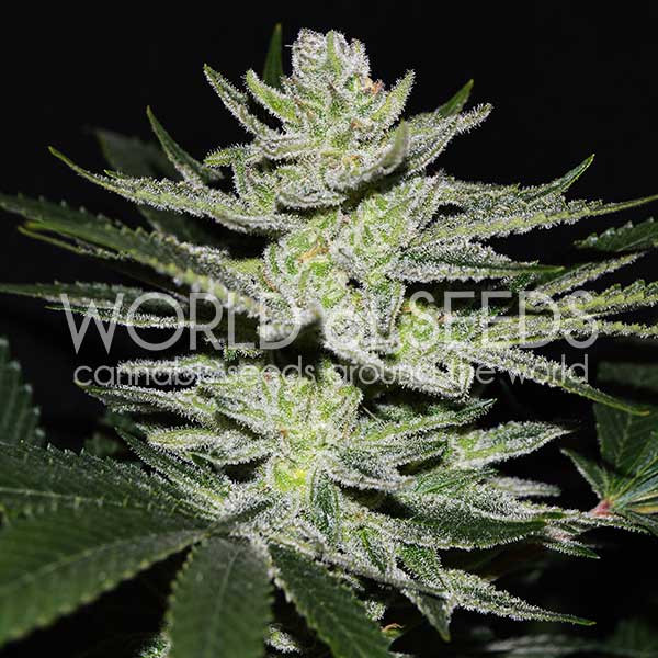 World of Seeds - Chocolate Thai OG Feminized World of Seeds - Chocolate Thai OG Feminized