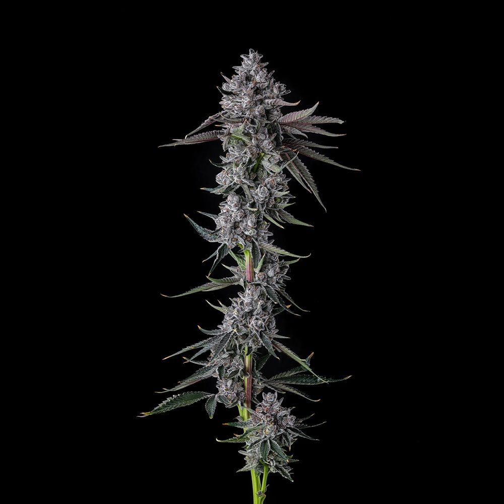 Compound Genetics - Chrome Dome - Feminized Compound Genetics - Chrome Dome - Feminized