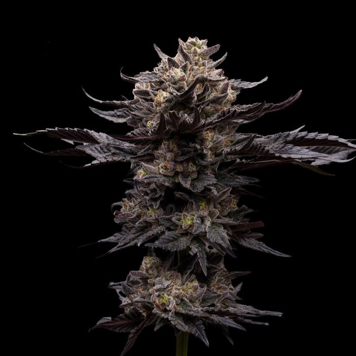 Ziplock Seeds Chupacabra Feminized