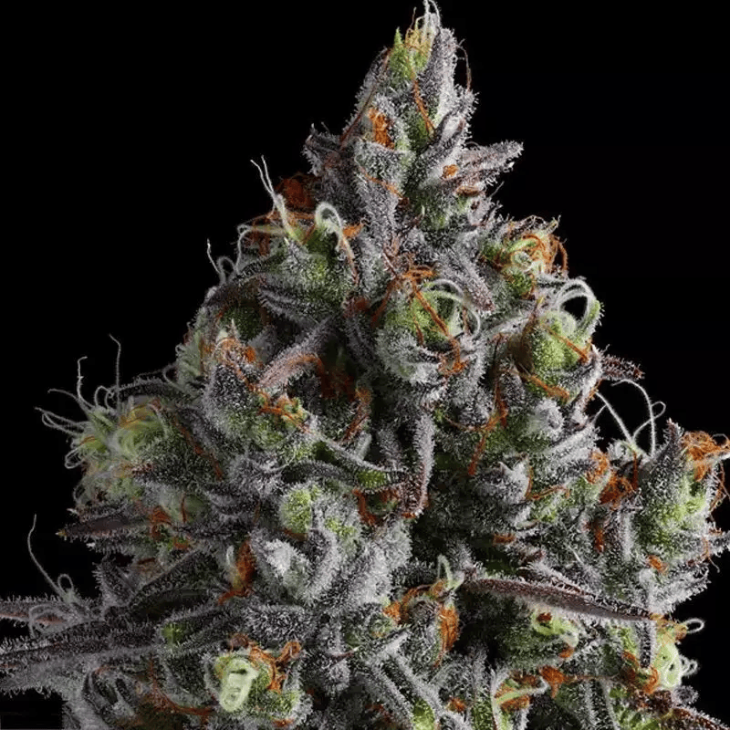 2025 Cannabis Seed Collection - Coco Jambo - Feminized