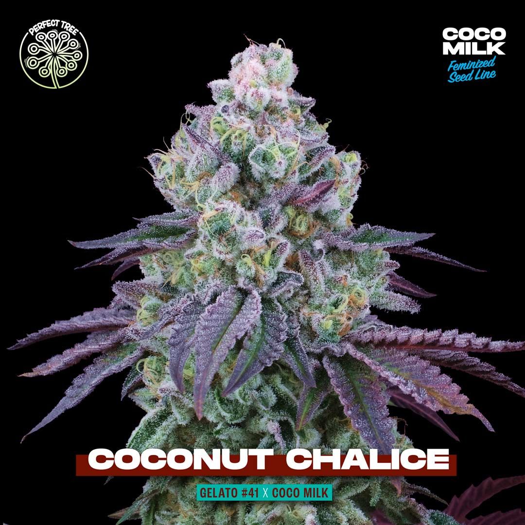 Perfect Tree Seeds - Coconut Chalice - Feminized Perfect Tree Seeds - Coconut Chalice - Feminized