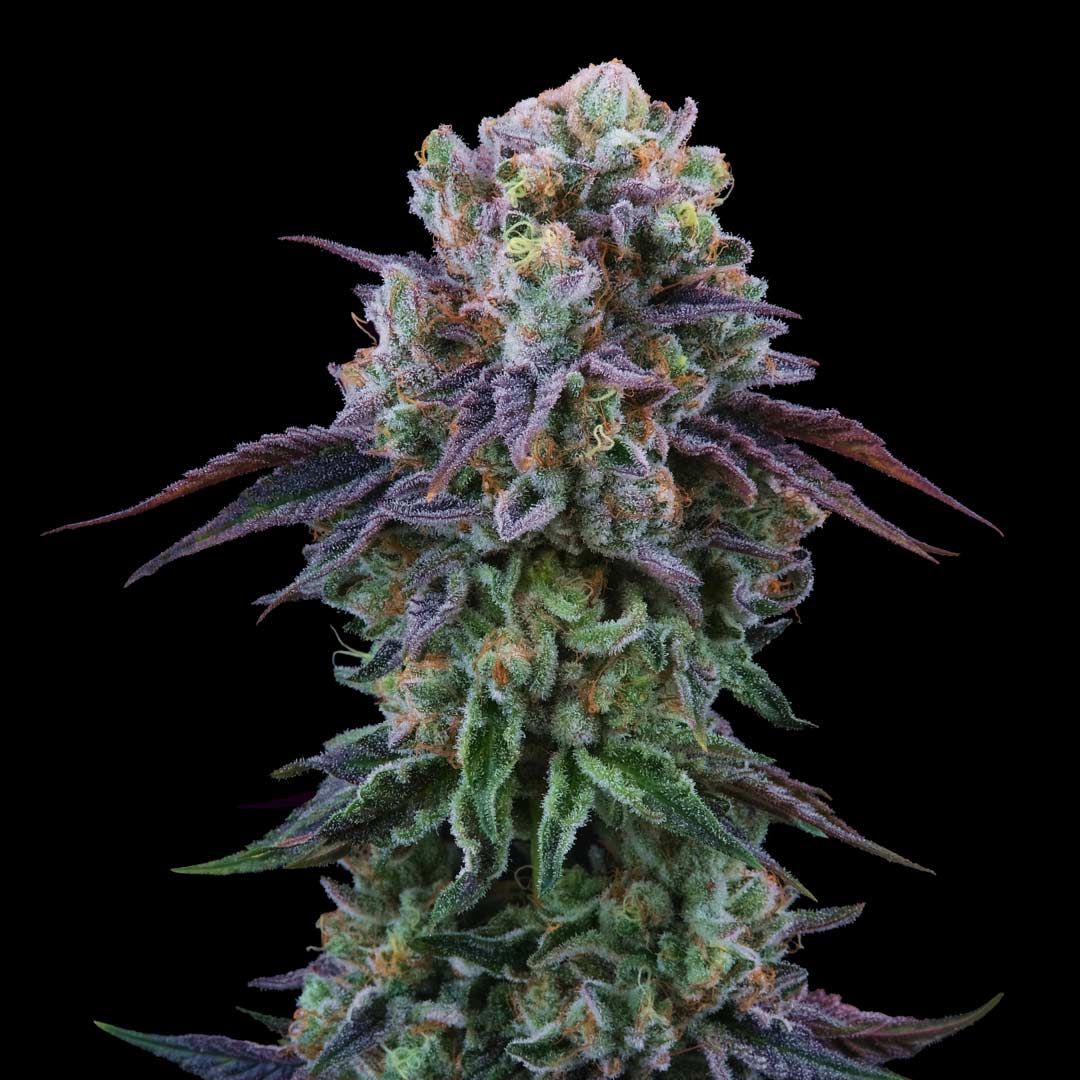 Perfect Tree Seeds - Coconut Cream - Feminized Perfect Tree Seeds - Coconut Cream - Feminized