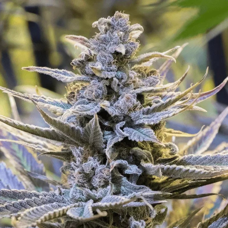 Silent Seeds - Cookielato - Feminized Silent Seeds - Cookielato - Feminized