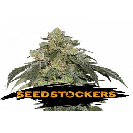 Cookies Fast - Feminized - Seed Stockers