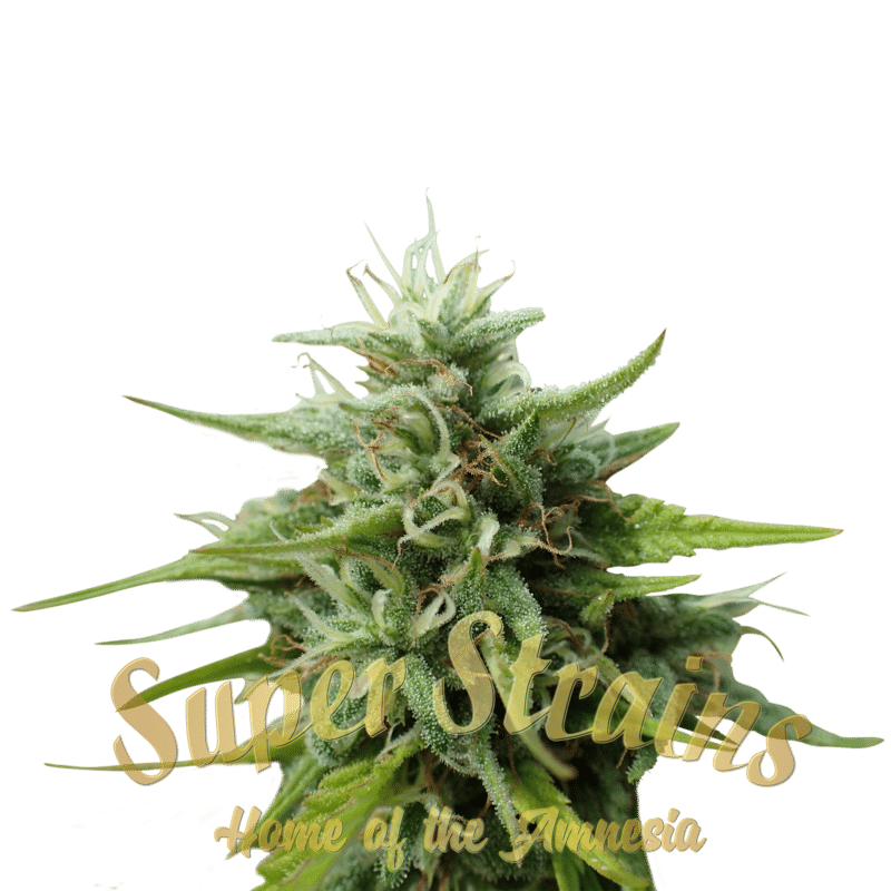 Superstrains Seeds - Cookies Krush Feminised