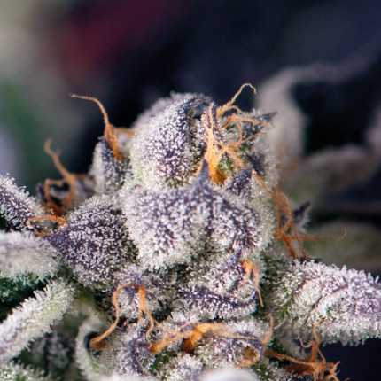 Pyramid Seeds - Cookies USA Regular