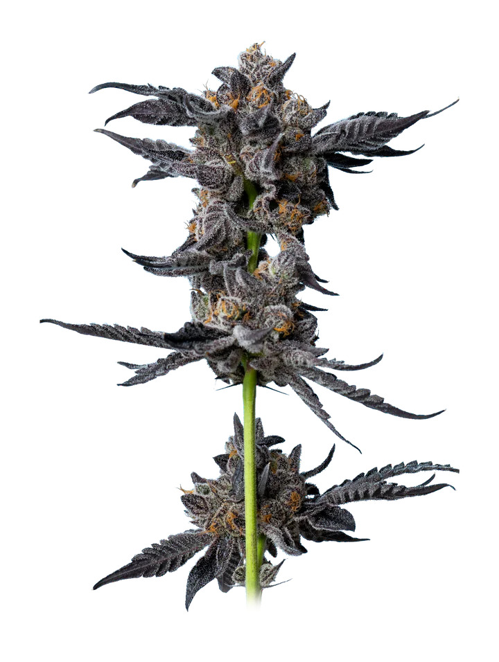 Maverick's Genetics Seeds - Cookies Gelato Auto Feminized