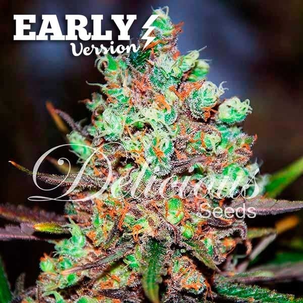 Cotton Candy Kush Early Version  - Feminized - Delicious Seeds 