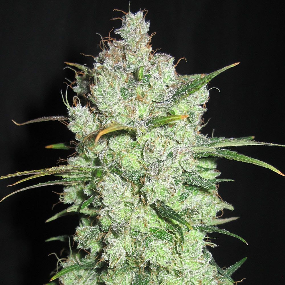 Ultra Genetics Seeds - Cream Cheese Frosting - Regular 