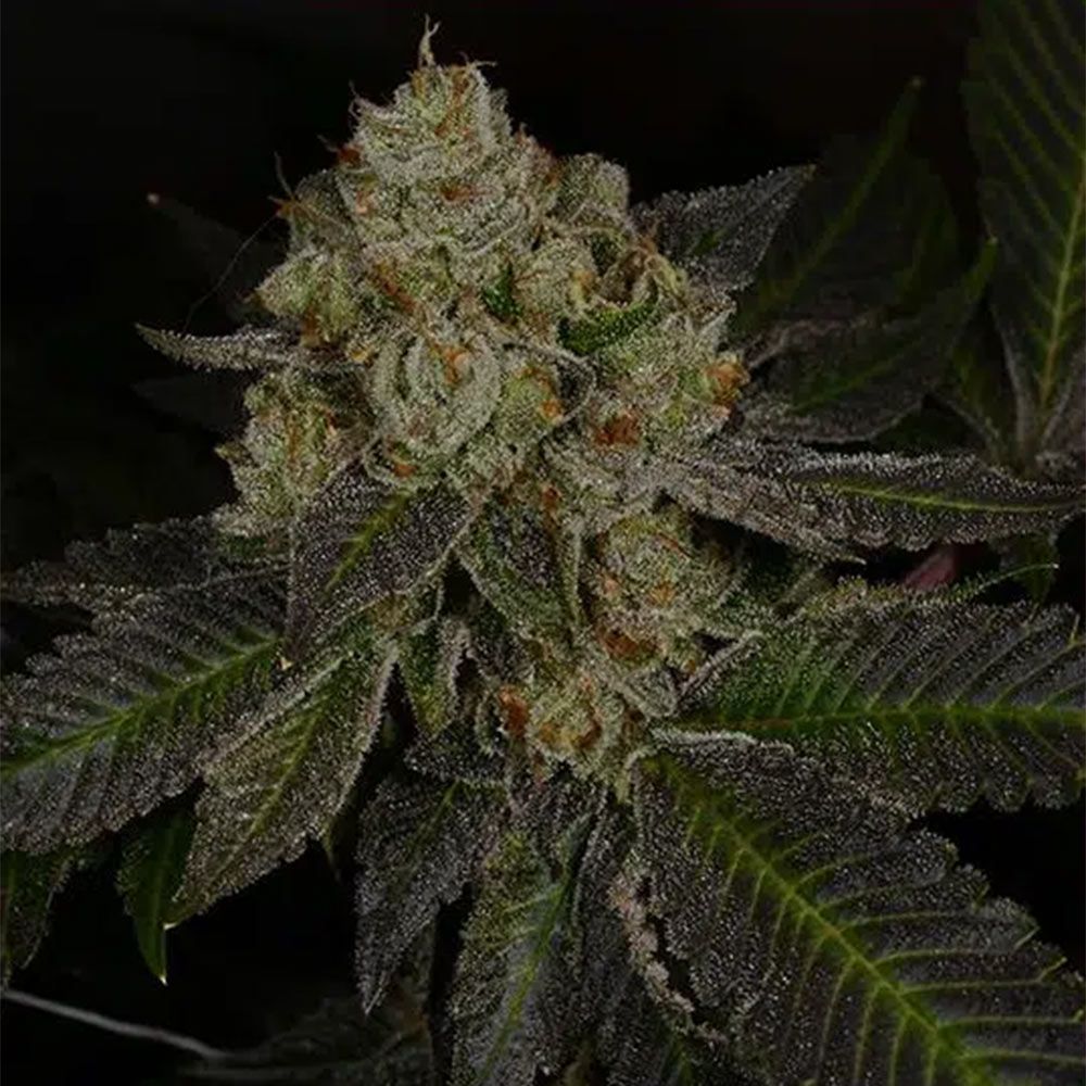 Archive Seedbank - Crippy Killer Feminized