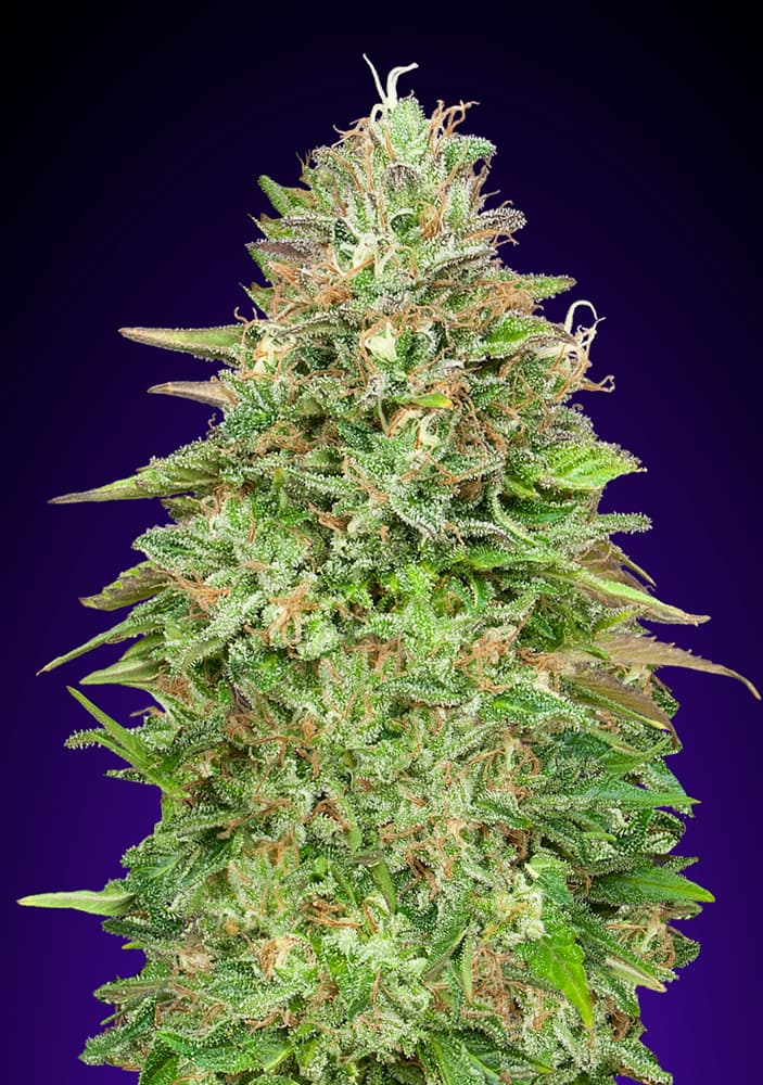 Critical Poison Fast Version - Feminized - 2023 Cannabis Seed Collection   