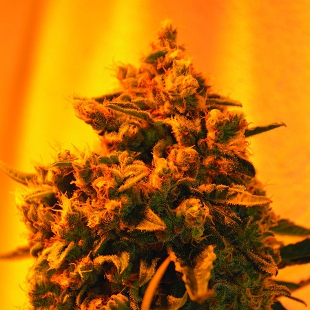 Critical Sour Diesel - Feminized - Emerald Triangle Seeds